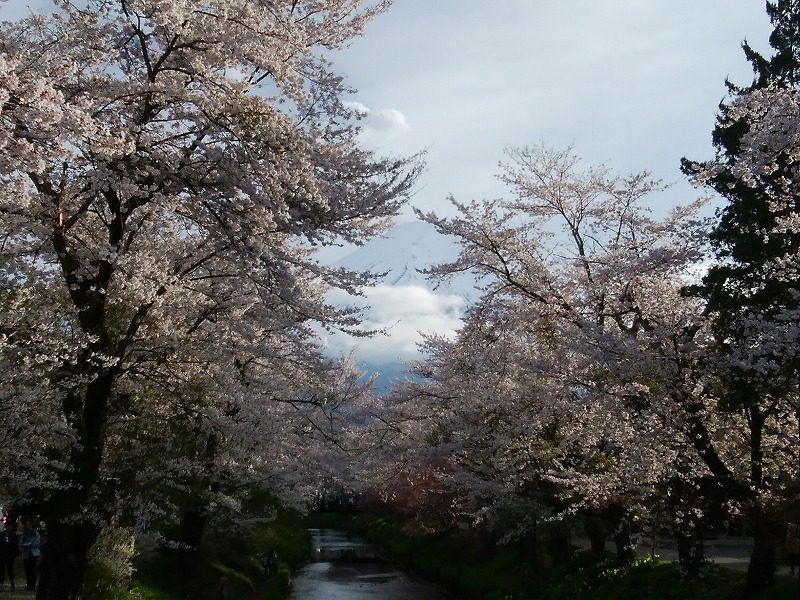 満開の桜と川越しの富士山