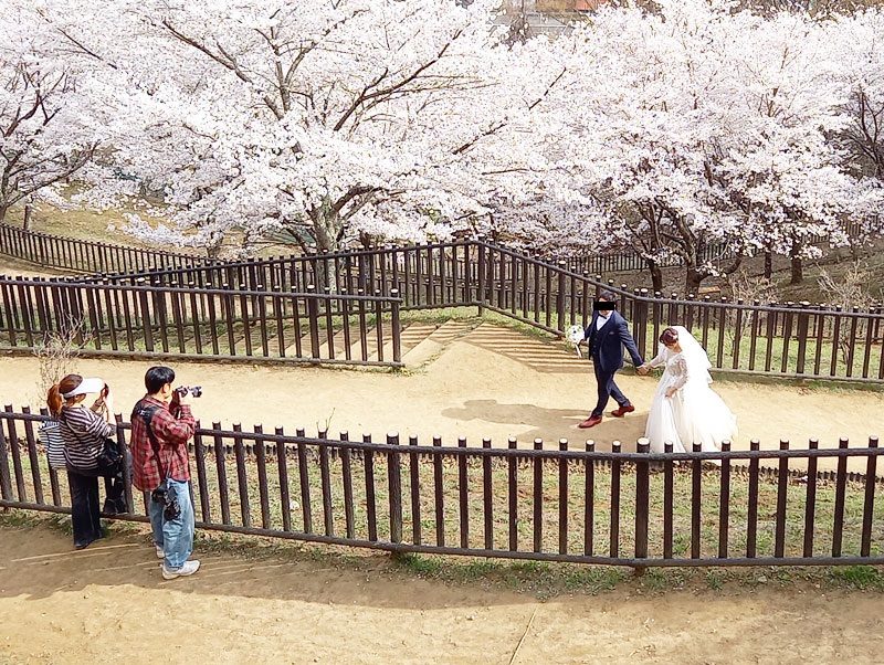 新倉山浅間公園桜まつり