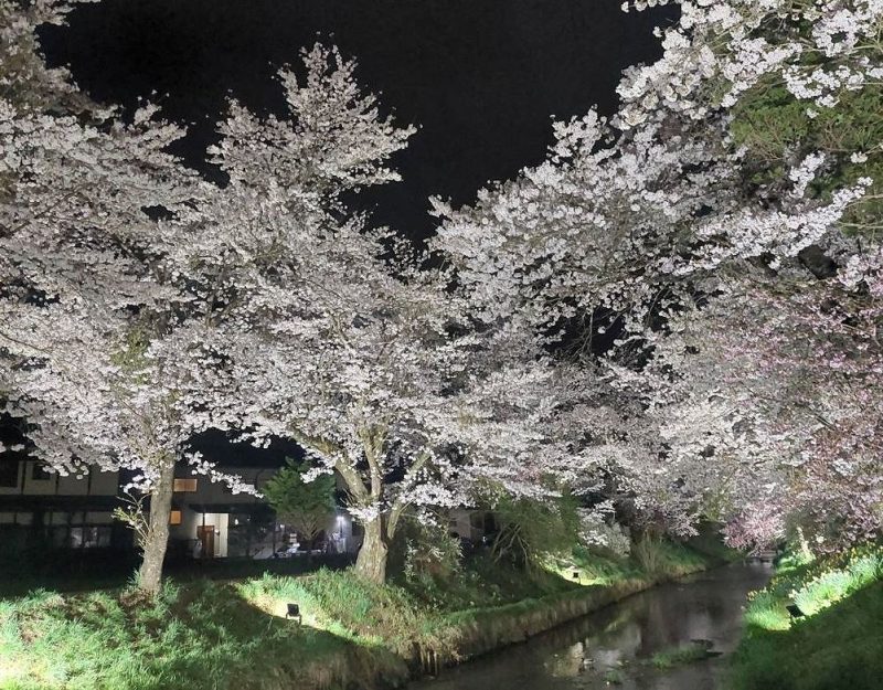 新名庄川沿いの桜並木