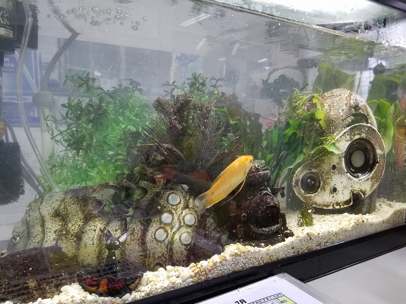 水槽清掃 フロンティア技研 水槽清掃 フロンティア技研