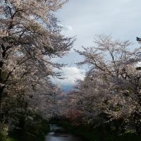 満開の桜と川越しの富士山