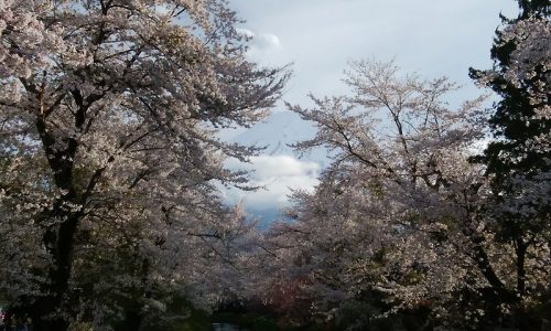 満開の桜と川越しの富士山