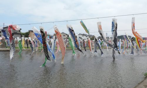 加茂川の鯉のぼり