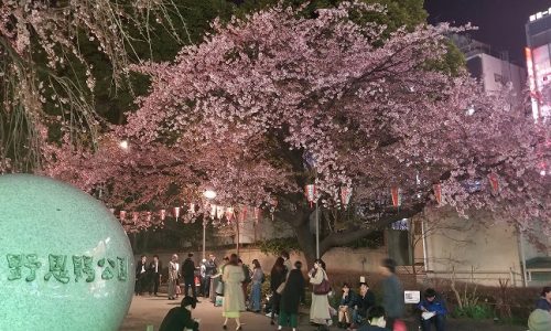 上野恩賜公園の桜