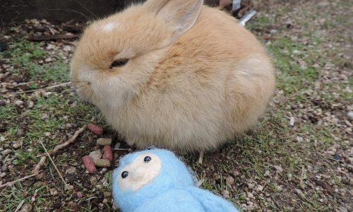 うさぎの島