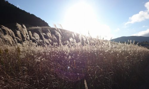 仙石原すすき草原