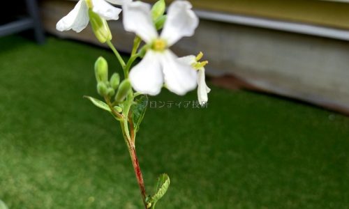 ラディッシュの花。