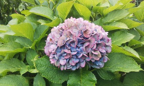 紫陽花？何と読む？花言葉は？