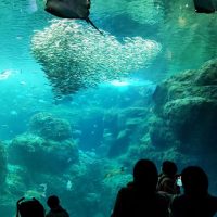 新江ノ島水族館