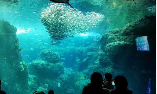 新江ノ島水族館