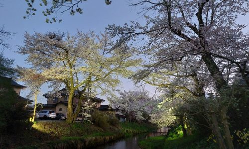 忍野の桜。