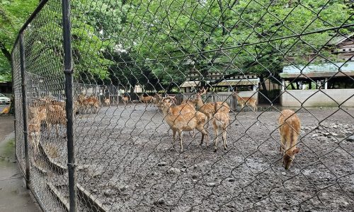 神鹿園