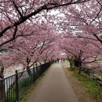 河津桜まつり