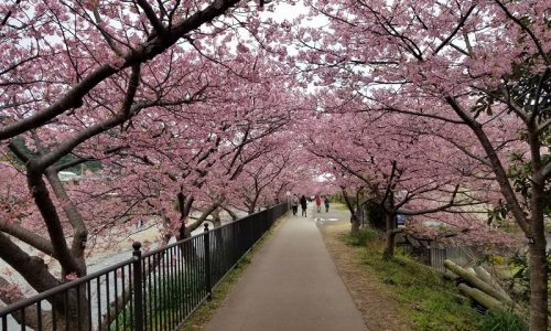 河津桜まつり