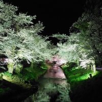 新名庄川沿いの桜