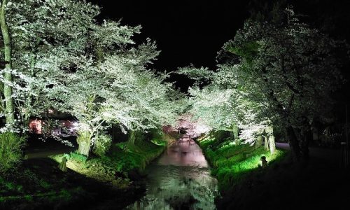 新名庄川沿いの桜