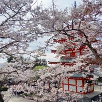 新倉山浅間公園桜まつり