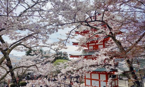 新倉山浅間公園桜まつり