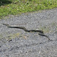 2ｍ超えのヘビ