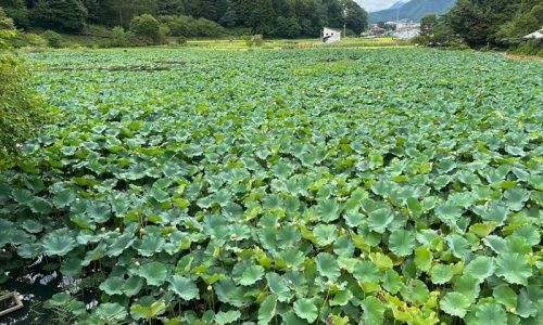 明見湖公園（はす池）