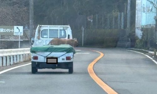 犬が荷物を押さえている