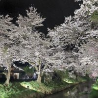 新名庄川沿いの桜並木