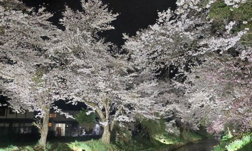 新名庄川沿いの桜並木