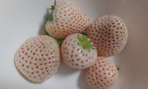 白いイチゴ