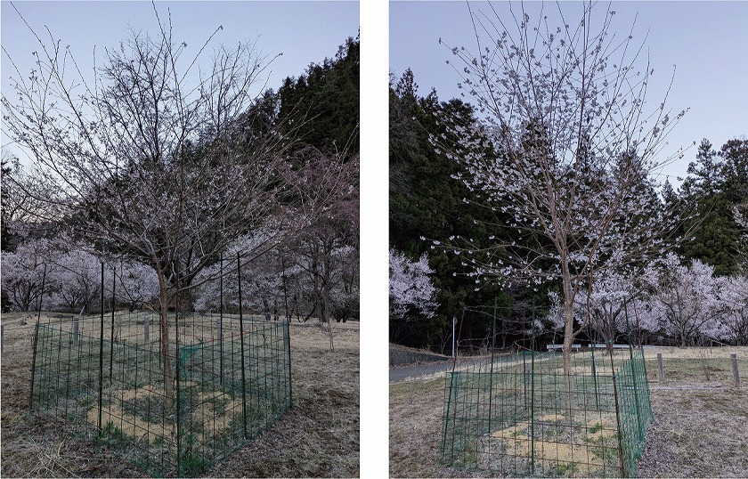 きぼうの桜