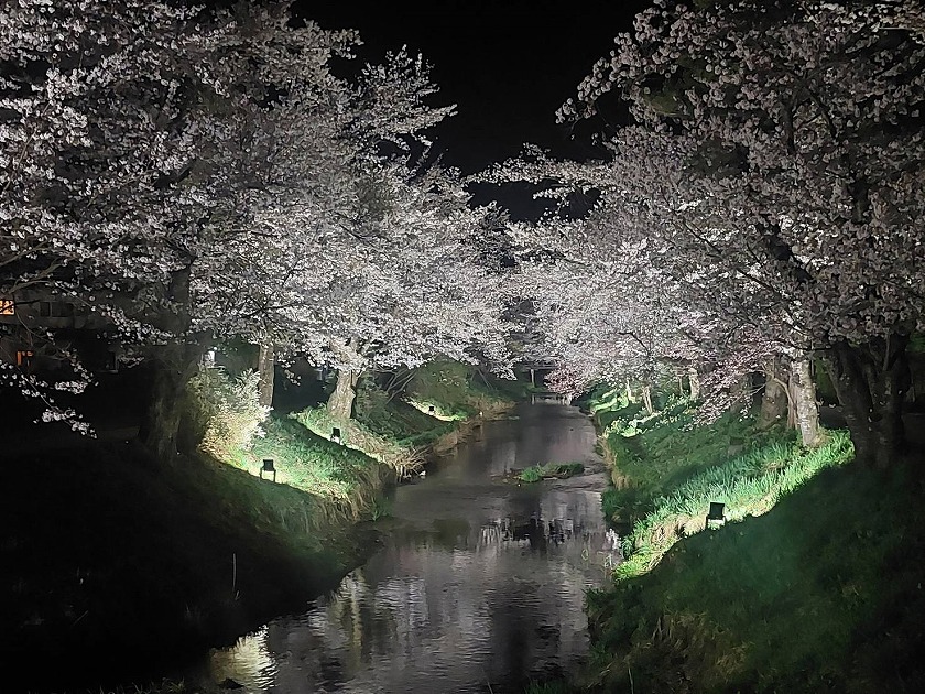 新名庄川沿いの桜並木