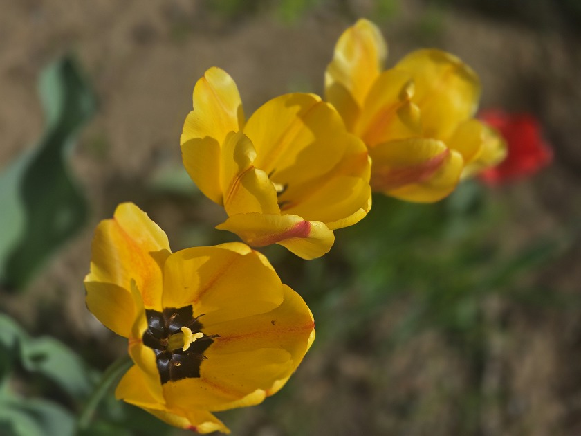 チューリップの花は昼開いてる