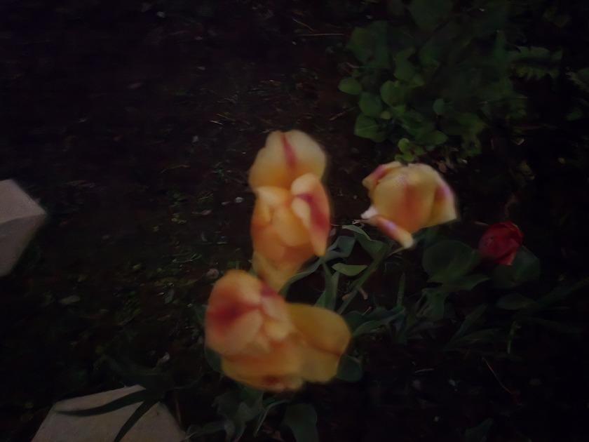 花びらを閉じる