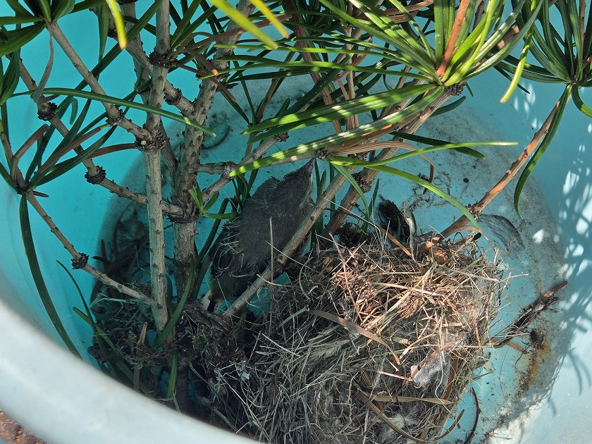 バケツにヒナ鳥避難