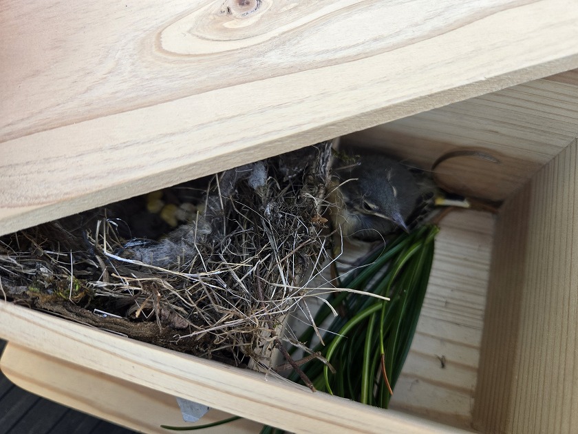 ヒナを新居に「入居」