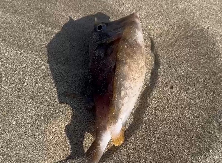 魚