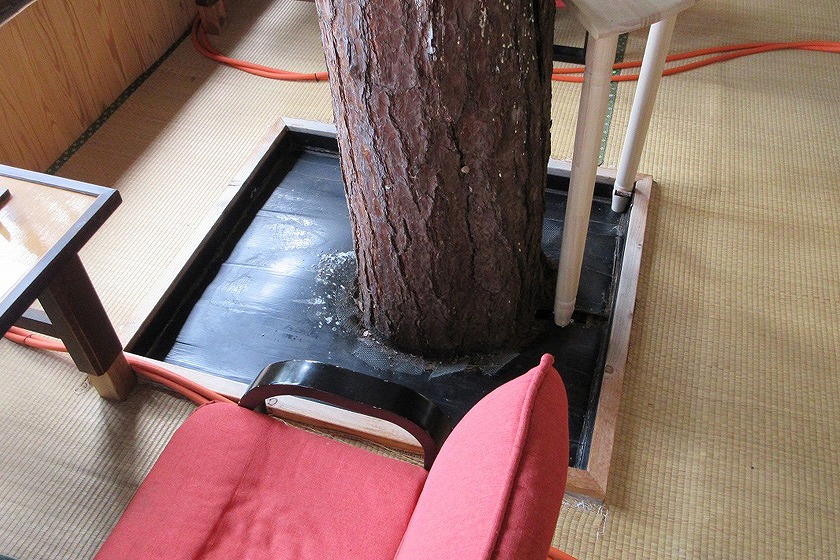 木が突き抜けている