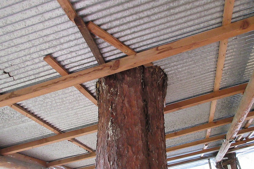 天井をも突き破る