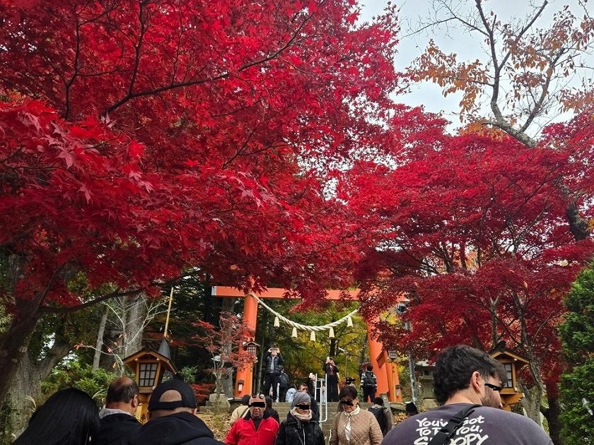 真っ赤な紅葉と鳥居の下、多くの外国人観光客で賑わう様子
