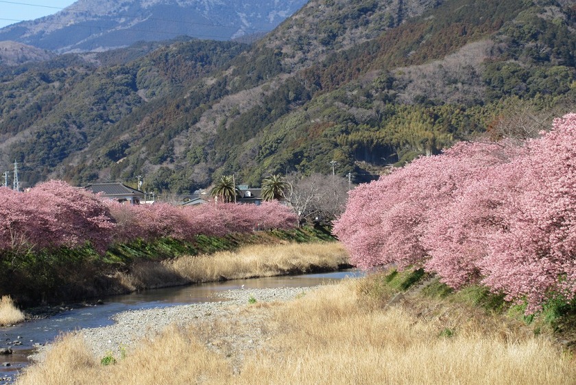 【河津桜2026】