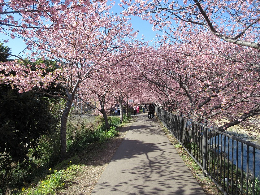 河津さくらまつり
